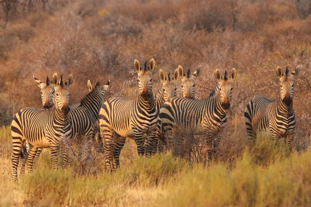 zebras, animals, nature, africa, south africa, namibia, savannah, safari, wildlife