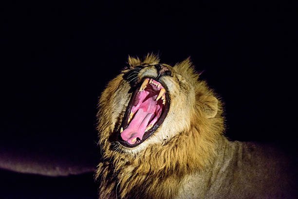 Kruger National Park lion roar in the dark.